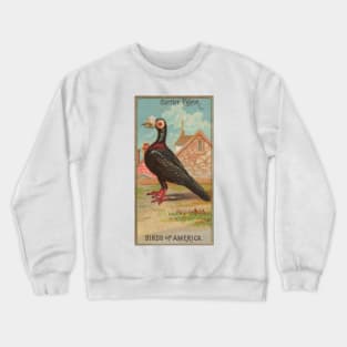 Carrier Pigeon Birds of America Antique Illustration Crewneck Sweatshirt